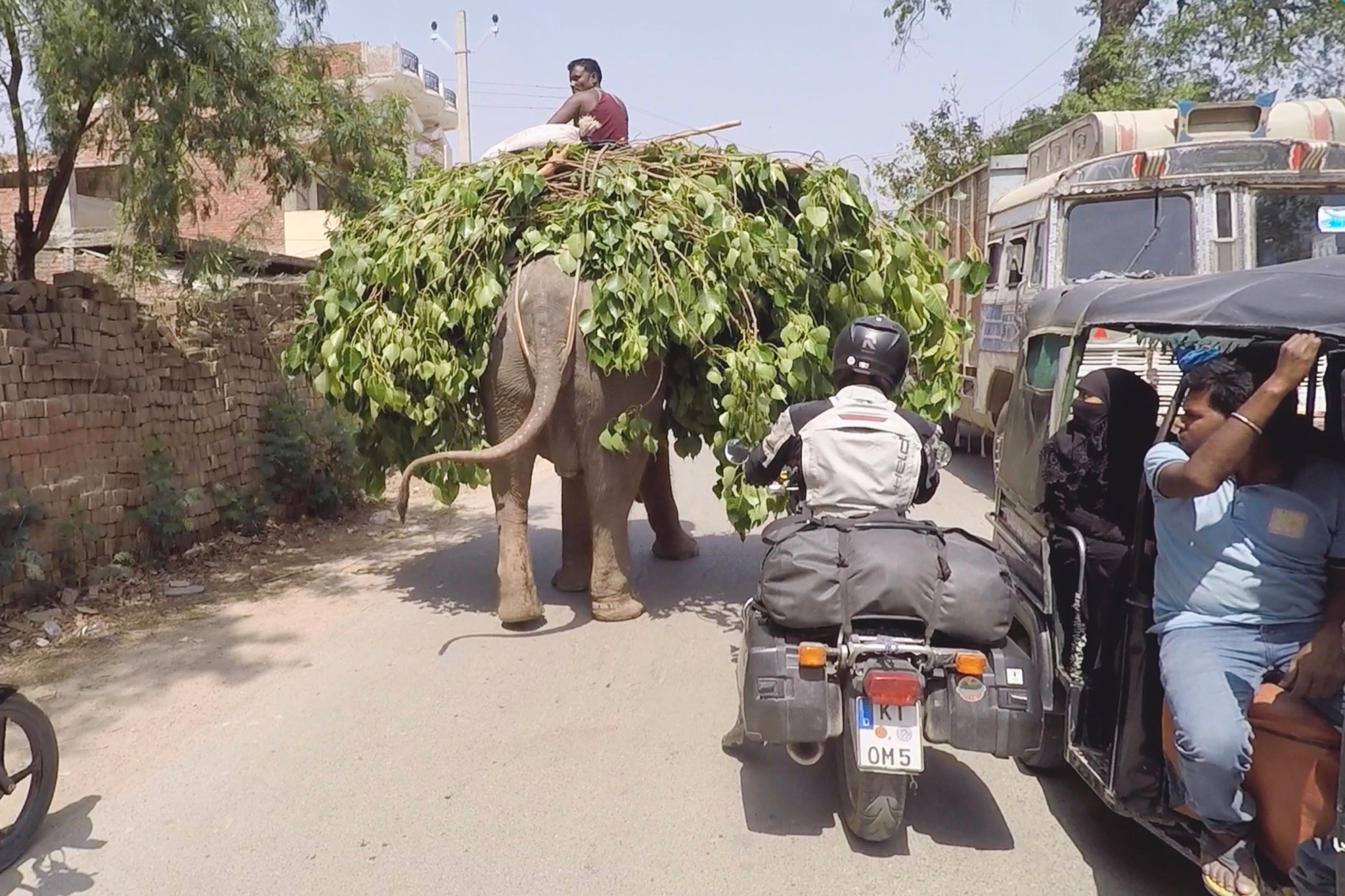 Motorcycle riding past an elephant